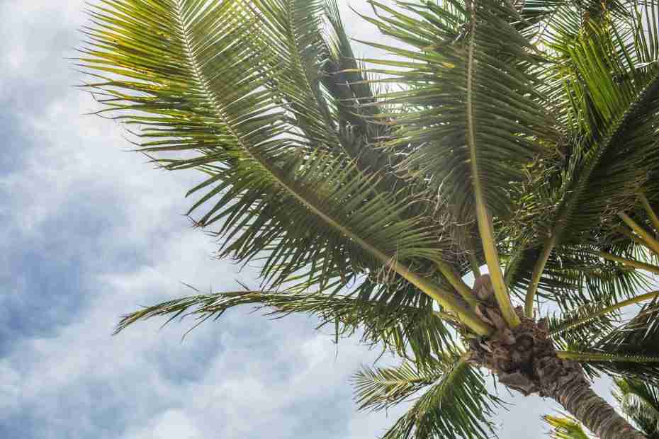 palm trees blowing in the wind