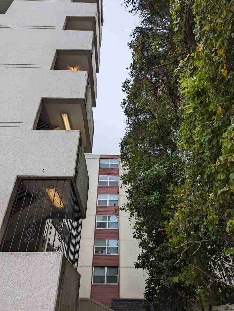 Trees near buildings in Gainesville