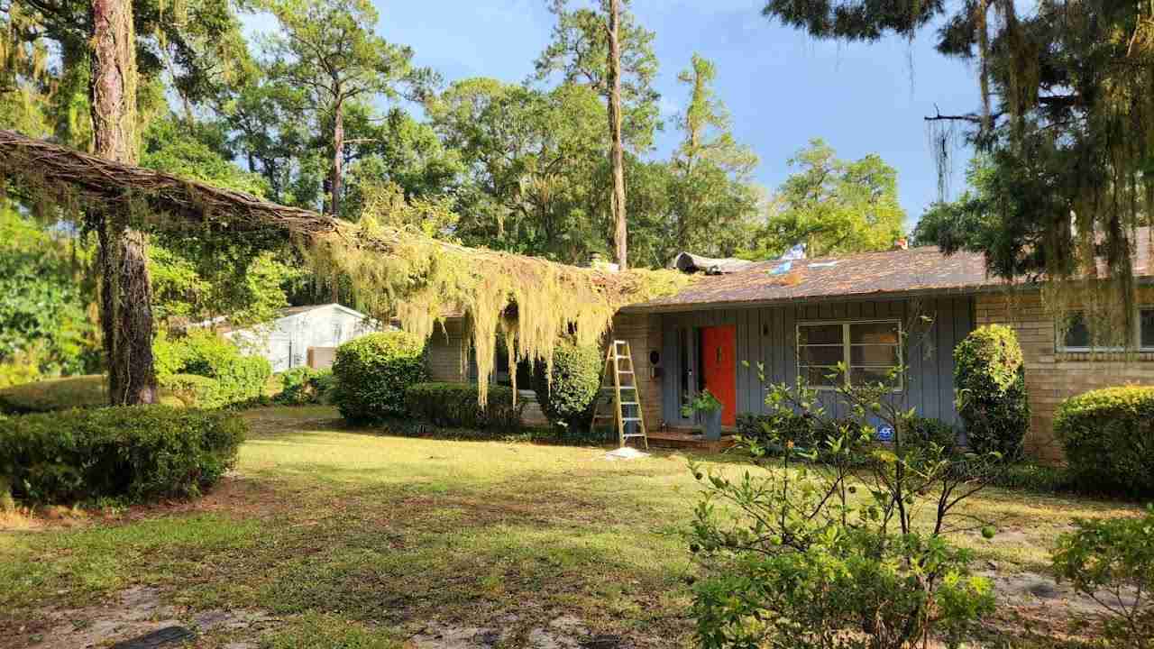 Fallen tree and removal with ladder