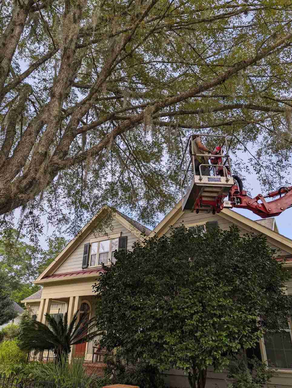 Lift for tree removal