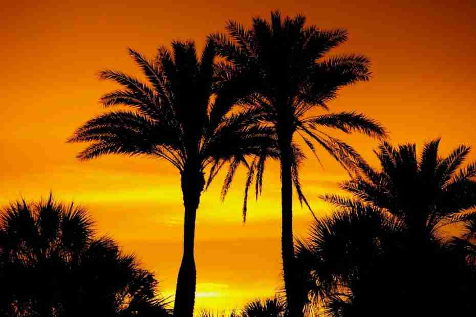 palm trees at sunset