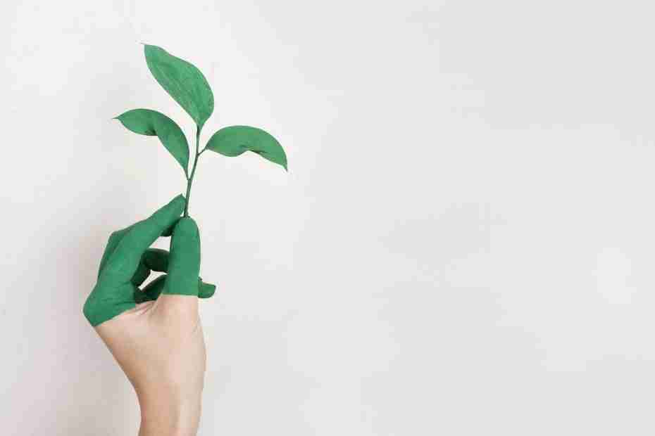 green on a hand holding a plant