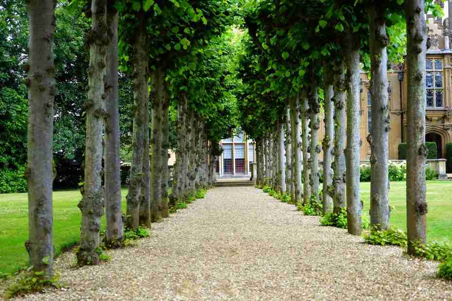 canopy of trees in a large yard