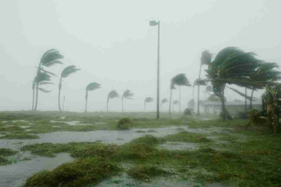 palm trees in Key West during a storm