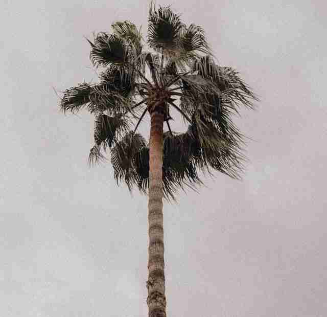 palm tree an sky