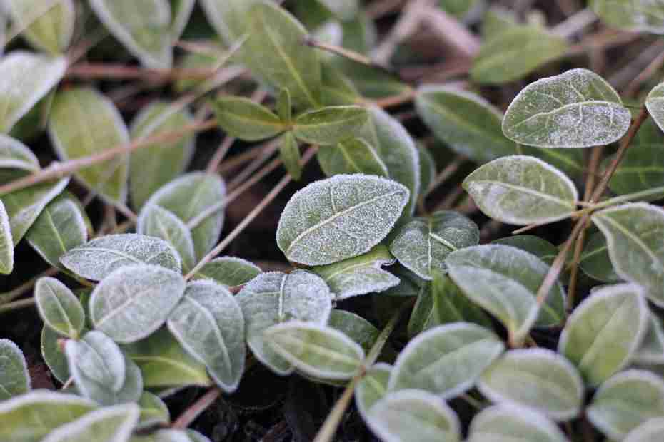 frost on foliage