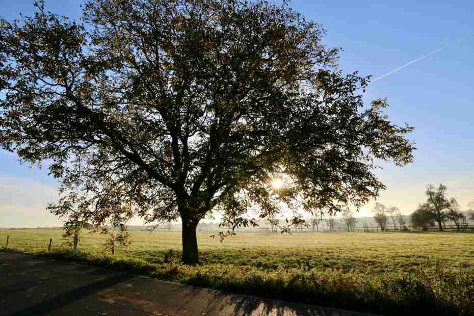 oak tree on a sunny day