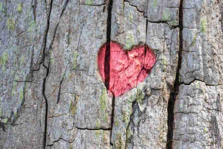 heart pattern on a tree