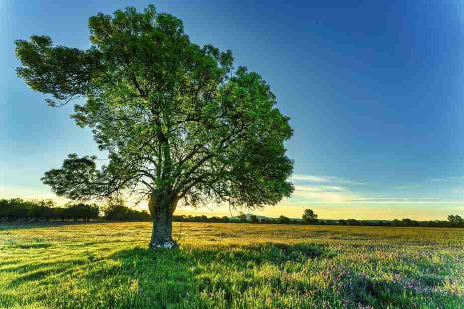 tree in a field on a sunny day