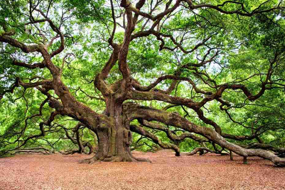 large oak tree during the day
