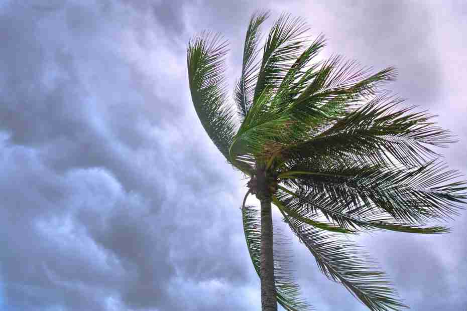 palm tree during a storm