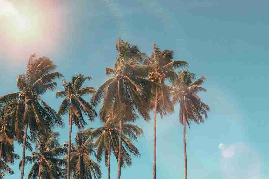 palm trees in the wind on a sunny day