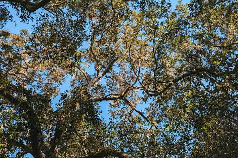 Trees underneath a blue sky