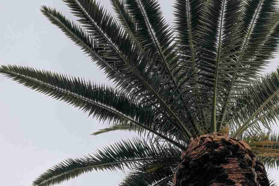 Florida Palm Tree