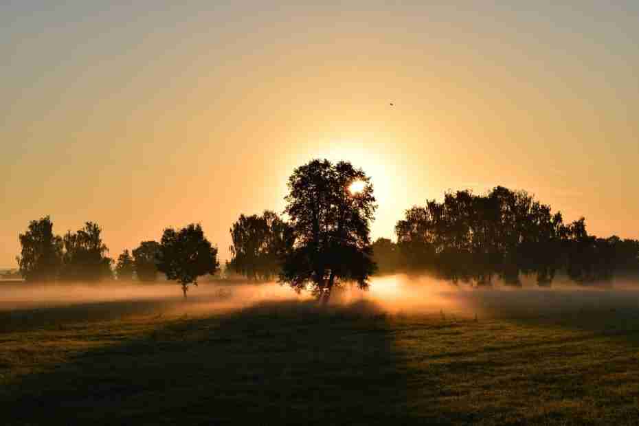 Sun shining from behind trees