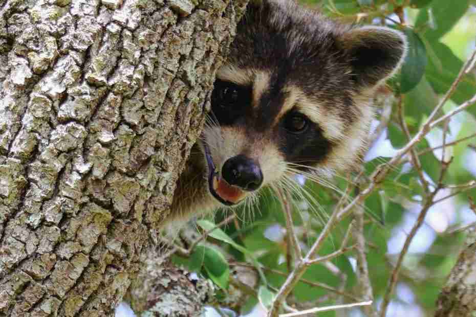 Raccoon in tree
