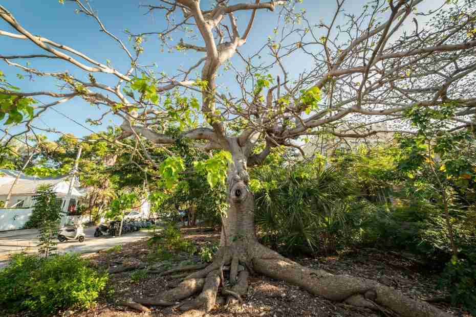 Unique tree in Gainesville, Florida