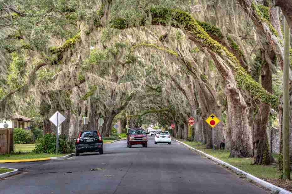 canopy of trees in Florida