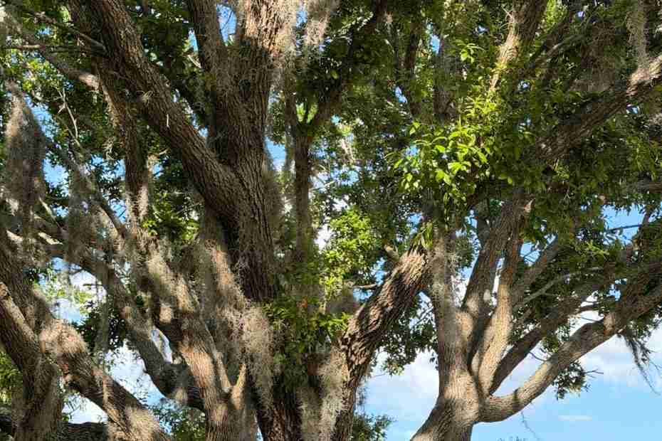 Swampy tree in Florida