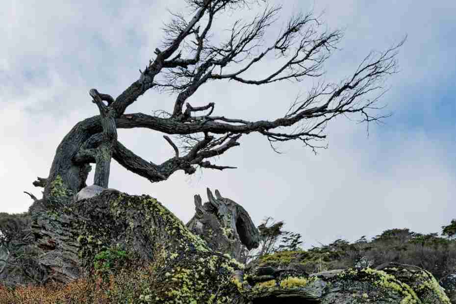 tree with no branches