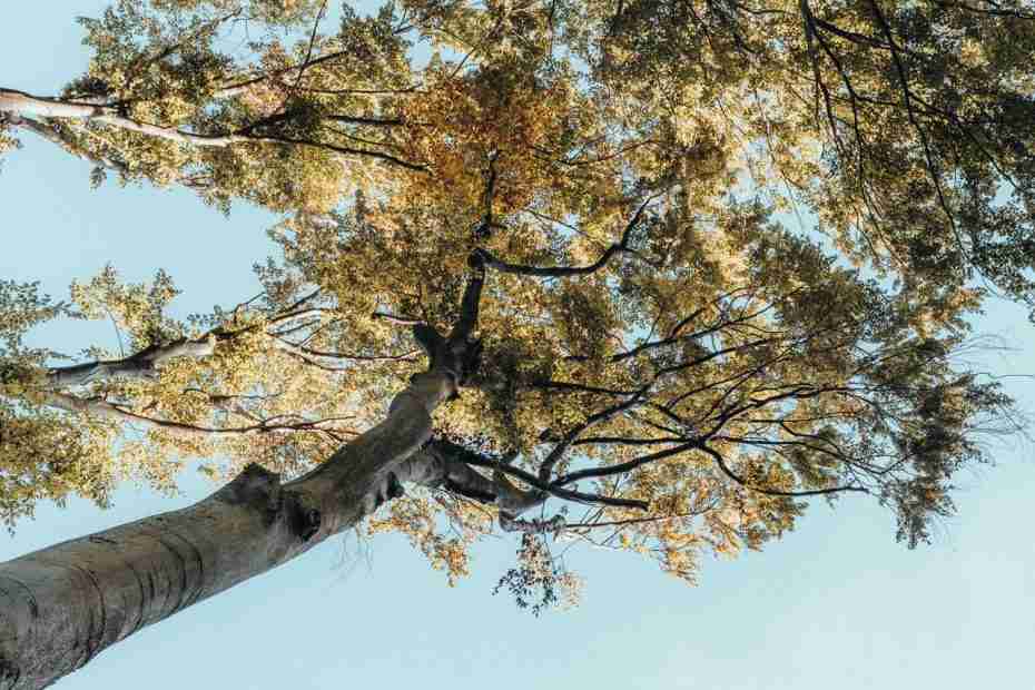 Tree trop from below