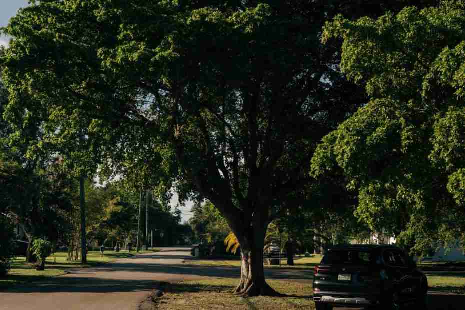 tree in the yard with card on a bright day