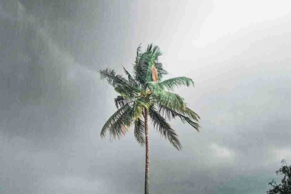 Florida palm tree during a storm